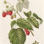 Малина обыкновенная (RUBUS IDAJUS L.)