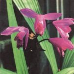 Блетилла (Bletilla)