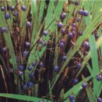 Дианелла (Dianella)