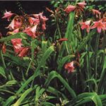 Кринум (Crinum)