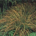 Карекс (Carex)