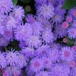 Агератум (Ageratum)